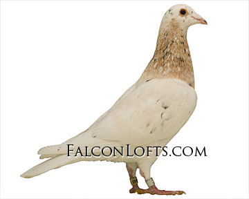 ash red almond rare colored racing homer pigeon